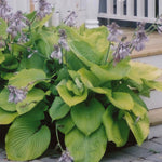 Hosta Sum and Substance Plantain Lily