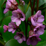 Bergenia x Eroica Eroica Heartleaf Bergenia