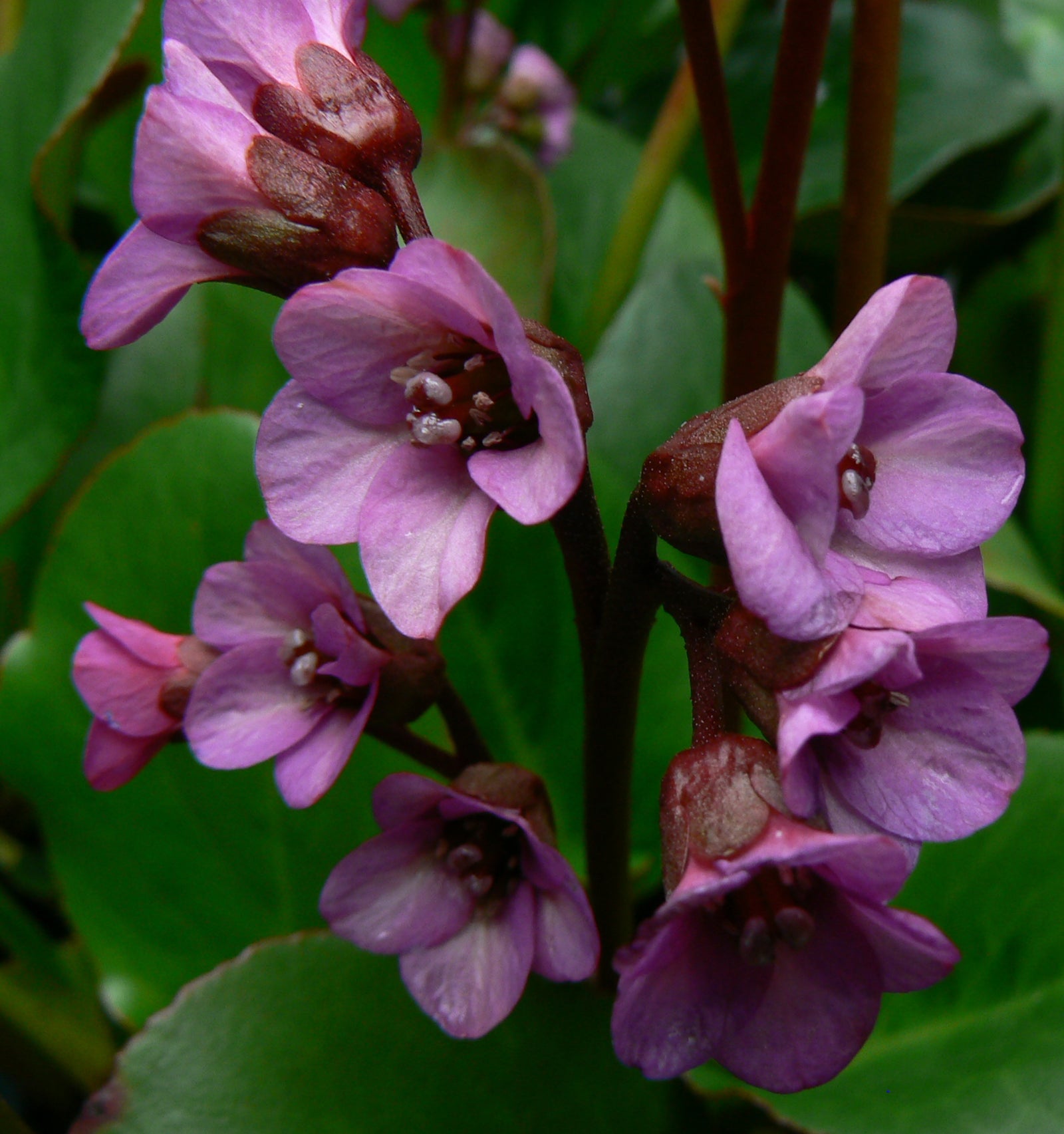 Bergenia x Eroica Eroica Heartleaf Bergenia