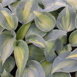Hosta Touch of Class PP13080 Plantain Lily