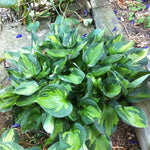 Hosta Whirlwind Plantain Lily
