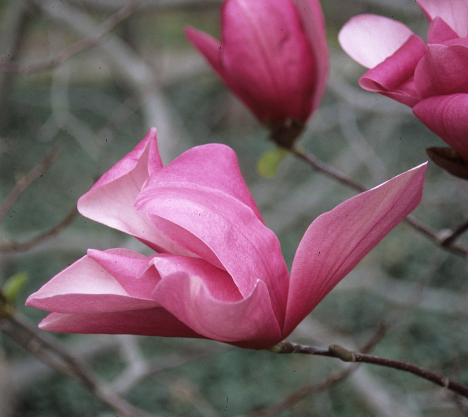 Magnolia x Galaxy Galaxy Magnolia