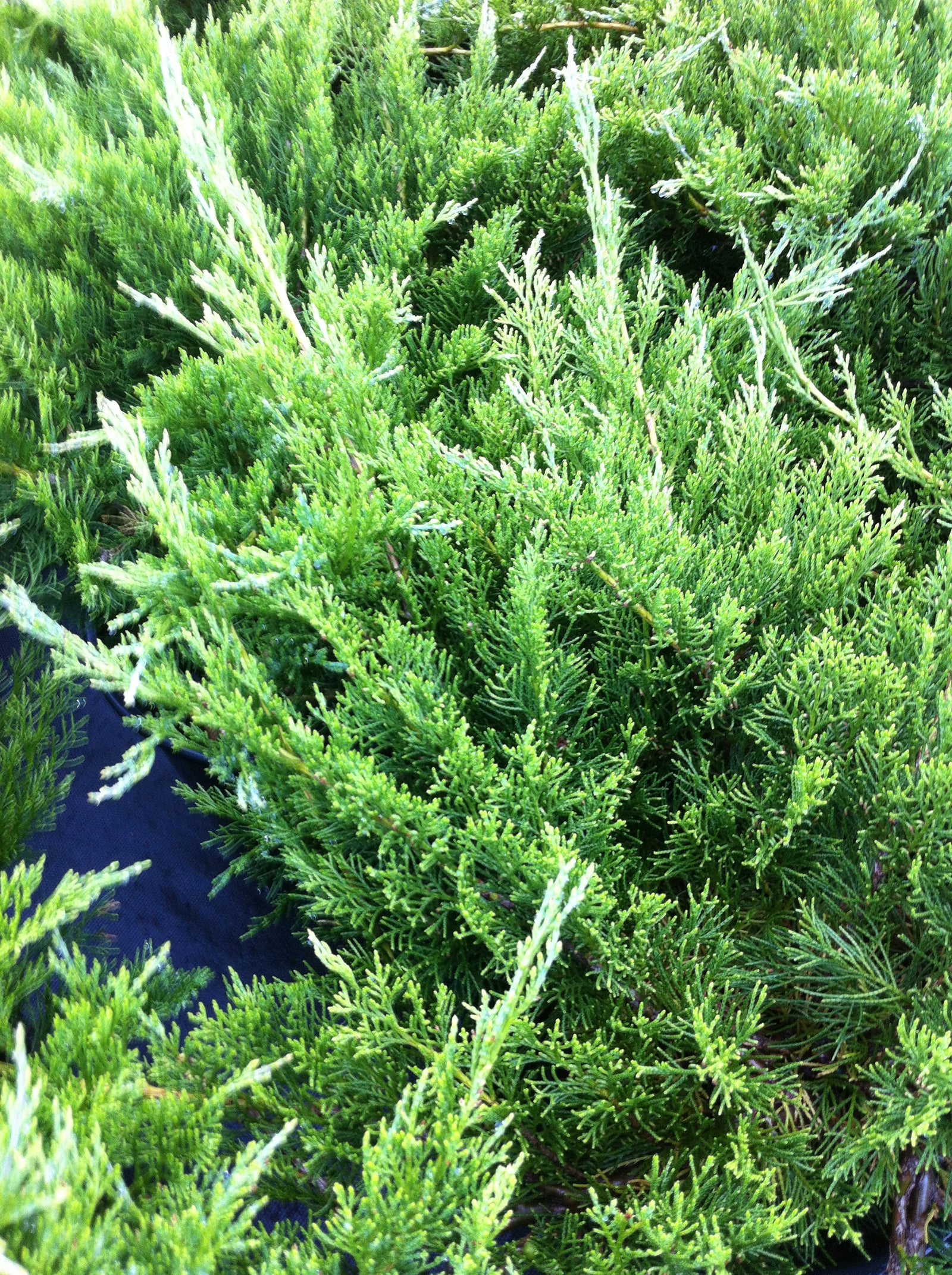Juniperus sabina Buffalo Buffalo Juniper