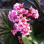 Bergenia x Magic Giant Magic Giant Heartleaf Bergenia