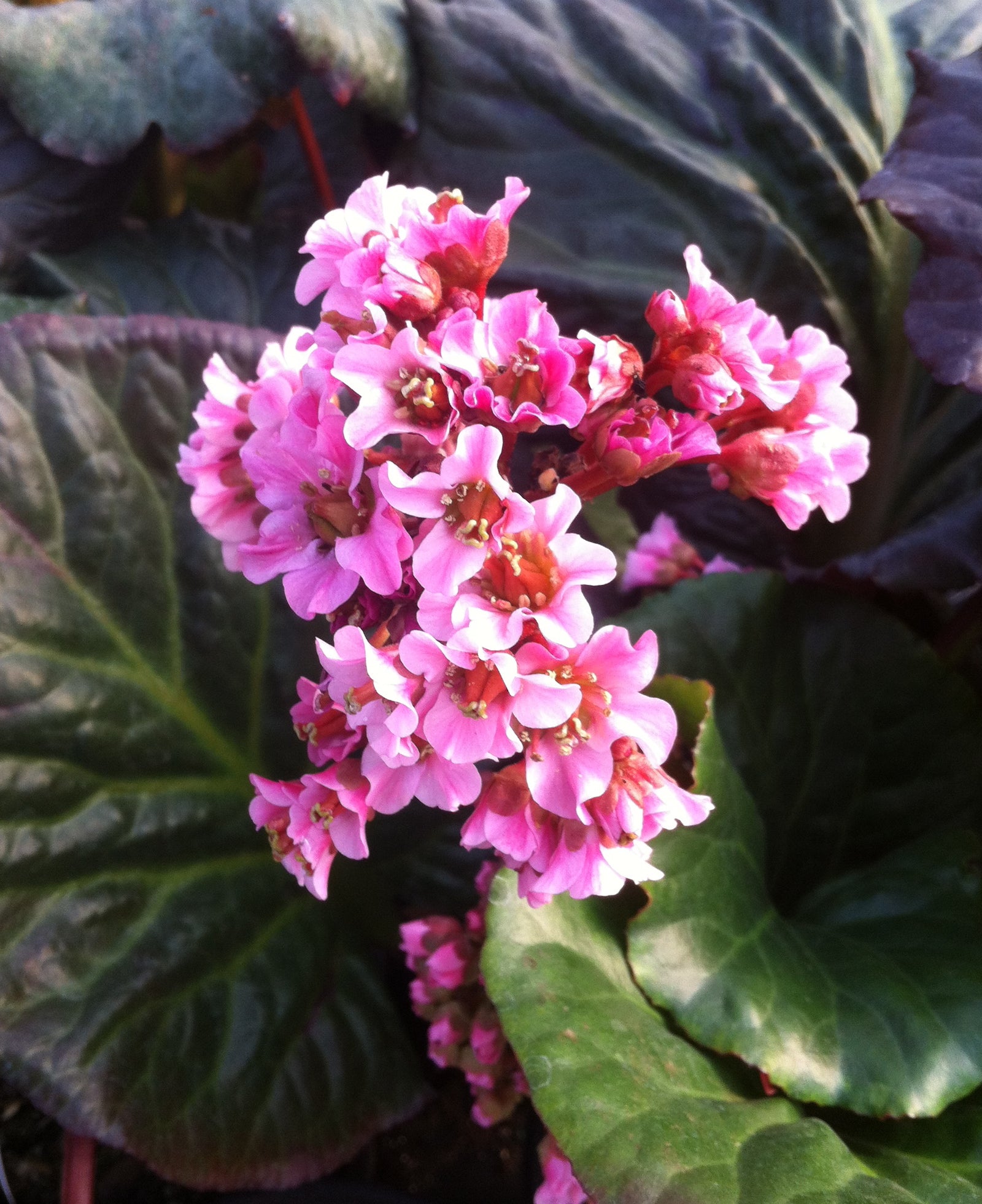 Bergenia x Magic Giant Magic Giant Heartleaf Bergenia