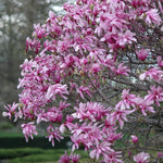 Magnolia x Ricki Ricki Magnolia