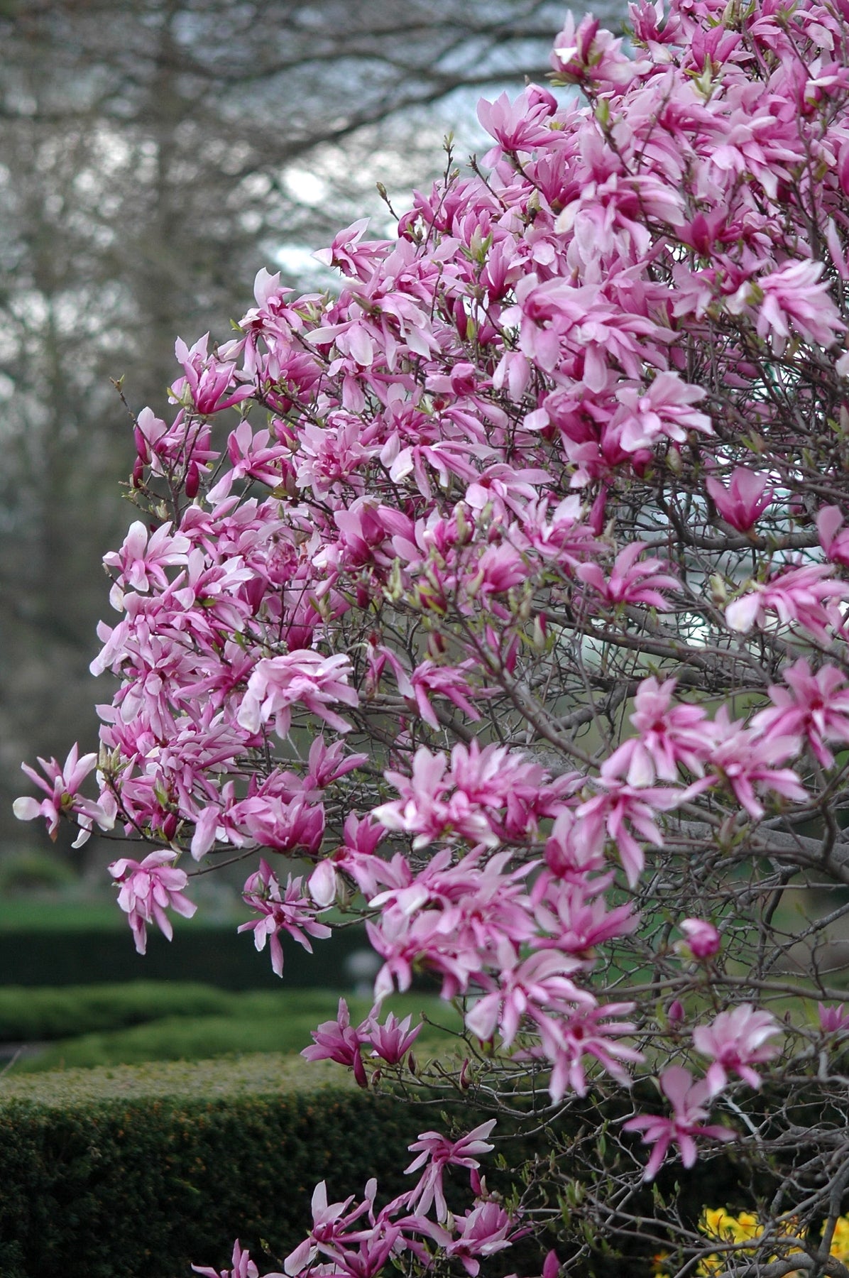 Magnolia x Ricki Ricki Magnolia