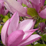 Magnolia x Susan Susan Magnolia