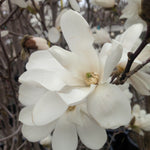 Magnolia x loebneri Merrill Merrill Magnolia