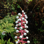 Actaea pachypoda White Baneberry