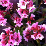 Bergenia x Pink Dragonfly Pink Dragonfly Heartleaf Bergenia