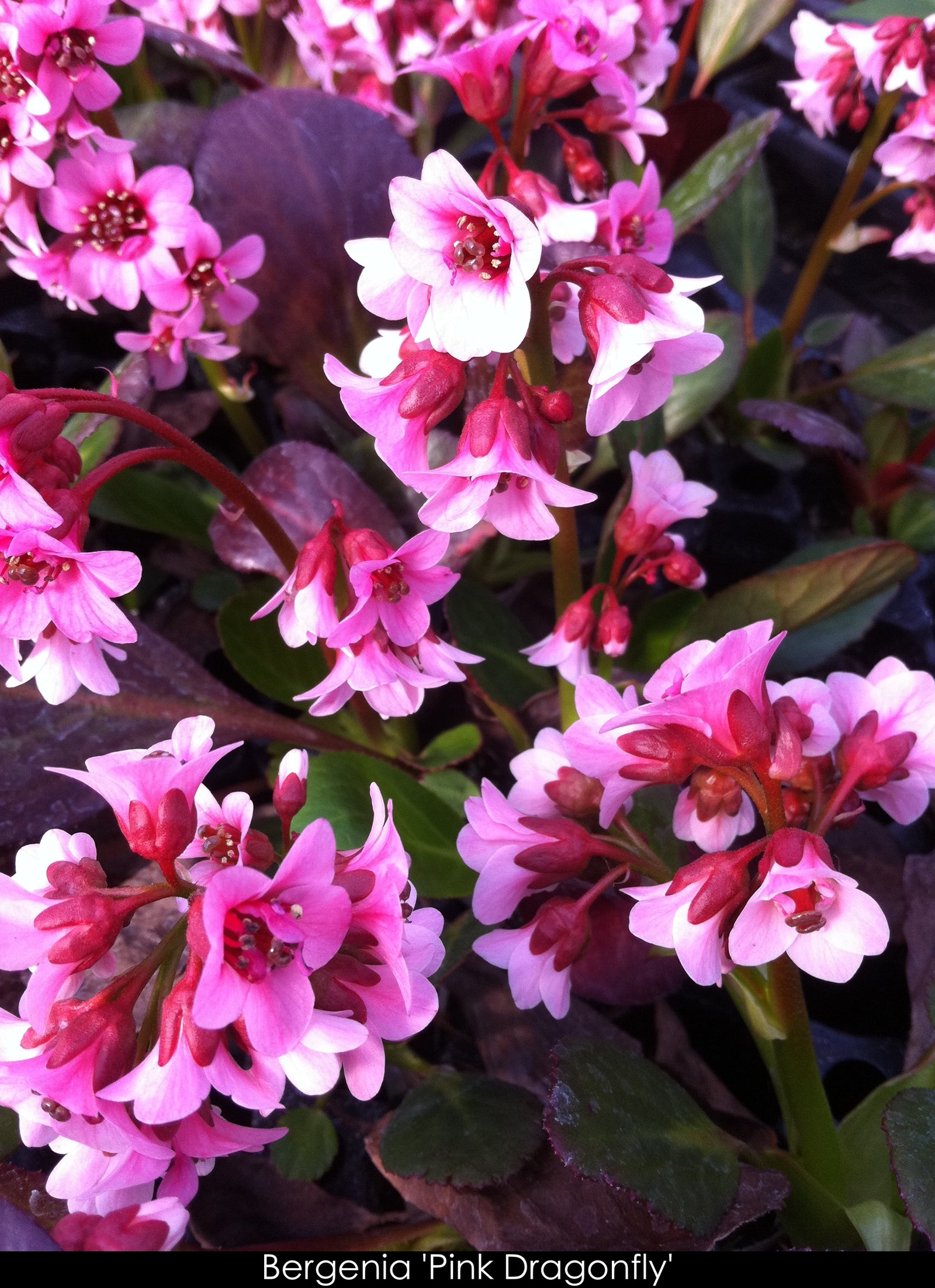 Bergenia x Pink Dragonfly Pink Dragonfly Heartleaf Bergenia