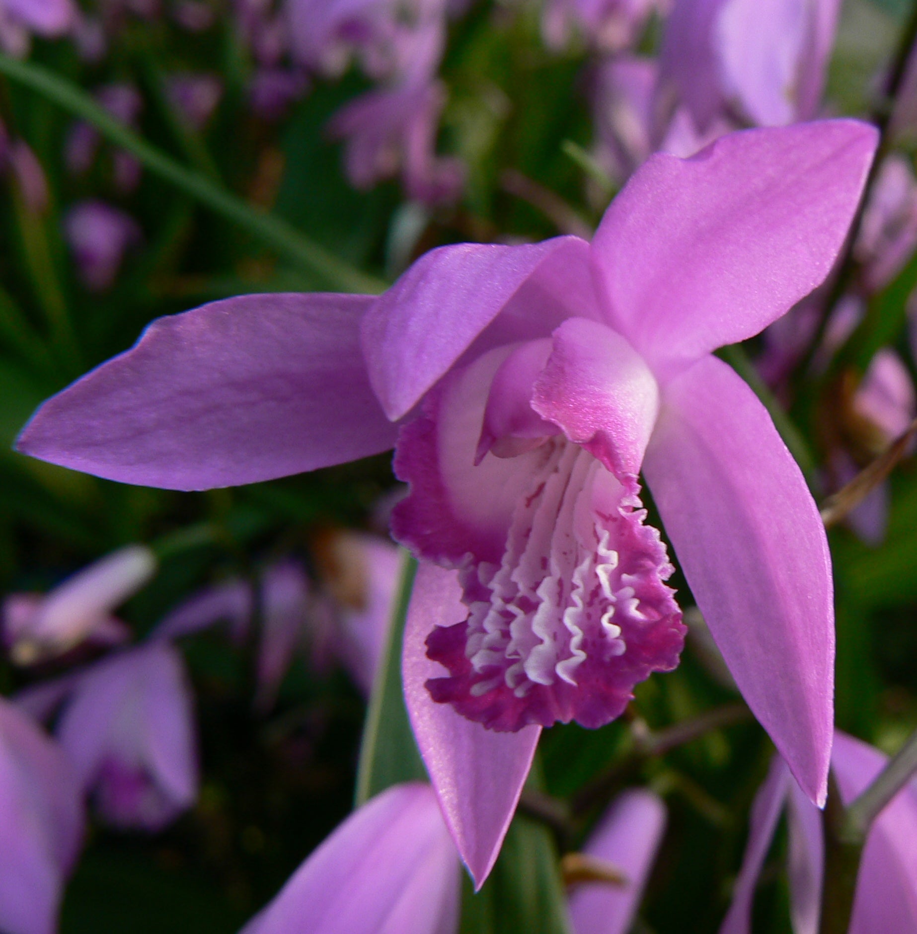 Bletilla striata Chinese Ground Orchid