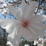 Magnolia stellata Royal Star Royal Star Magnolia