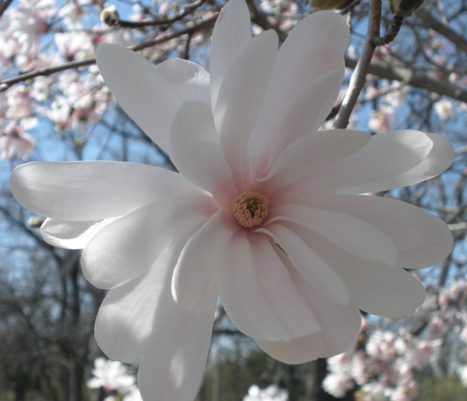 Magnolia stellata Royal Star Royal Star Magnolia