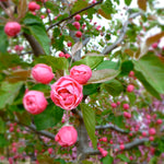 Malus Brandywine Branzam COPF Brandywine Crabapple