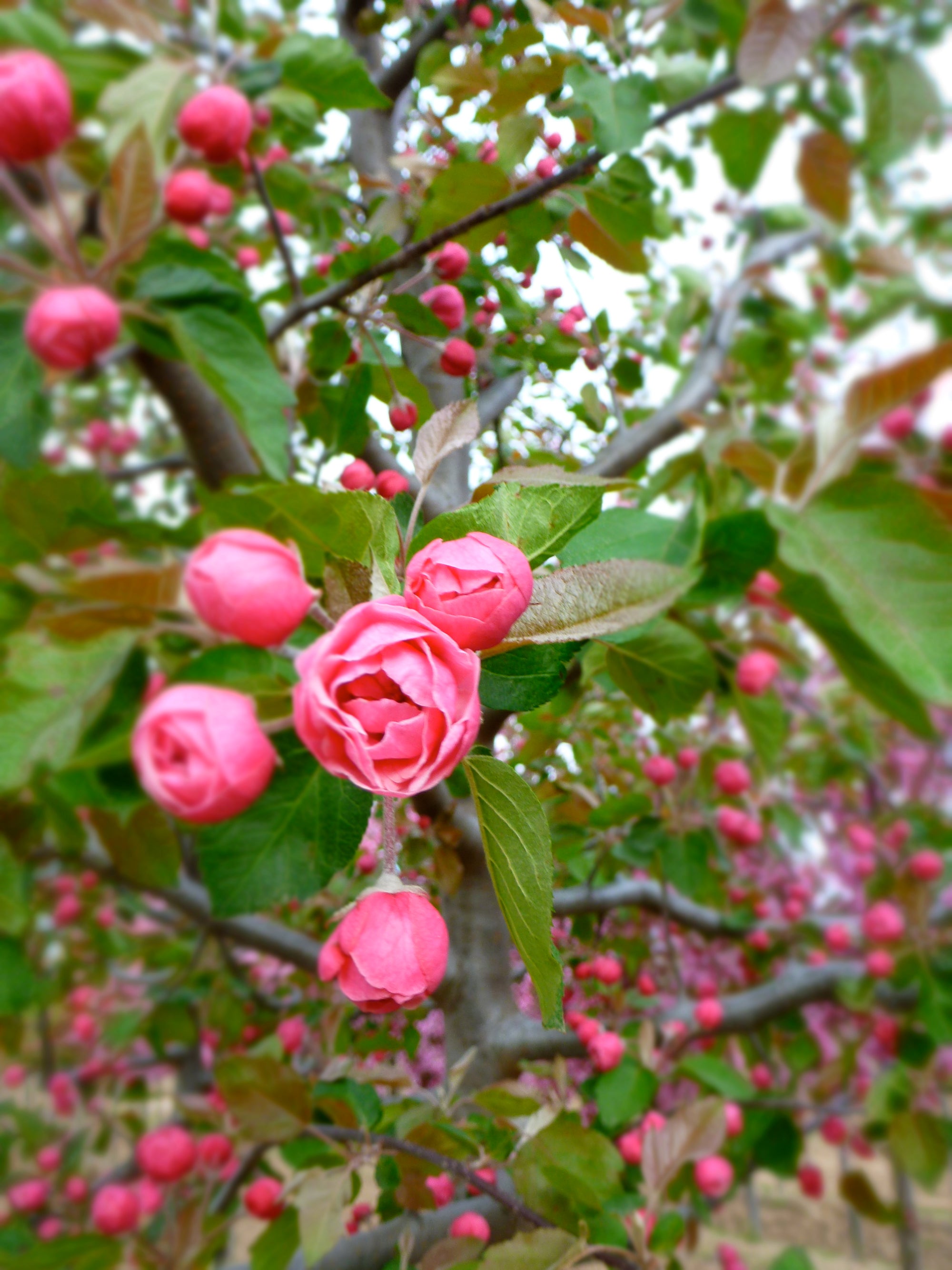 Malus Brandywine Branzam COPF Brandywine Crabapple