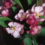 Malus Coralburst Coralcole Coralburst Crabapple