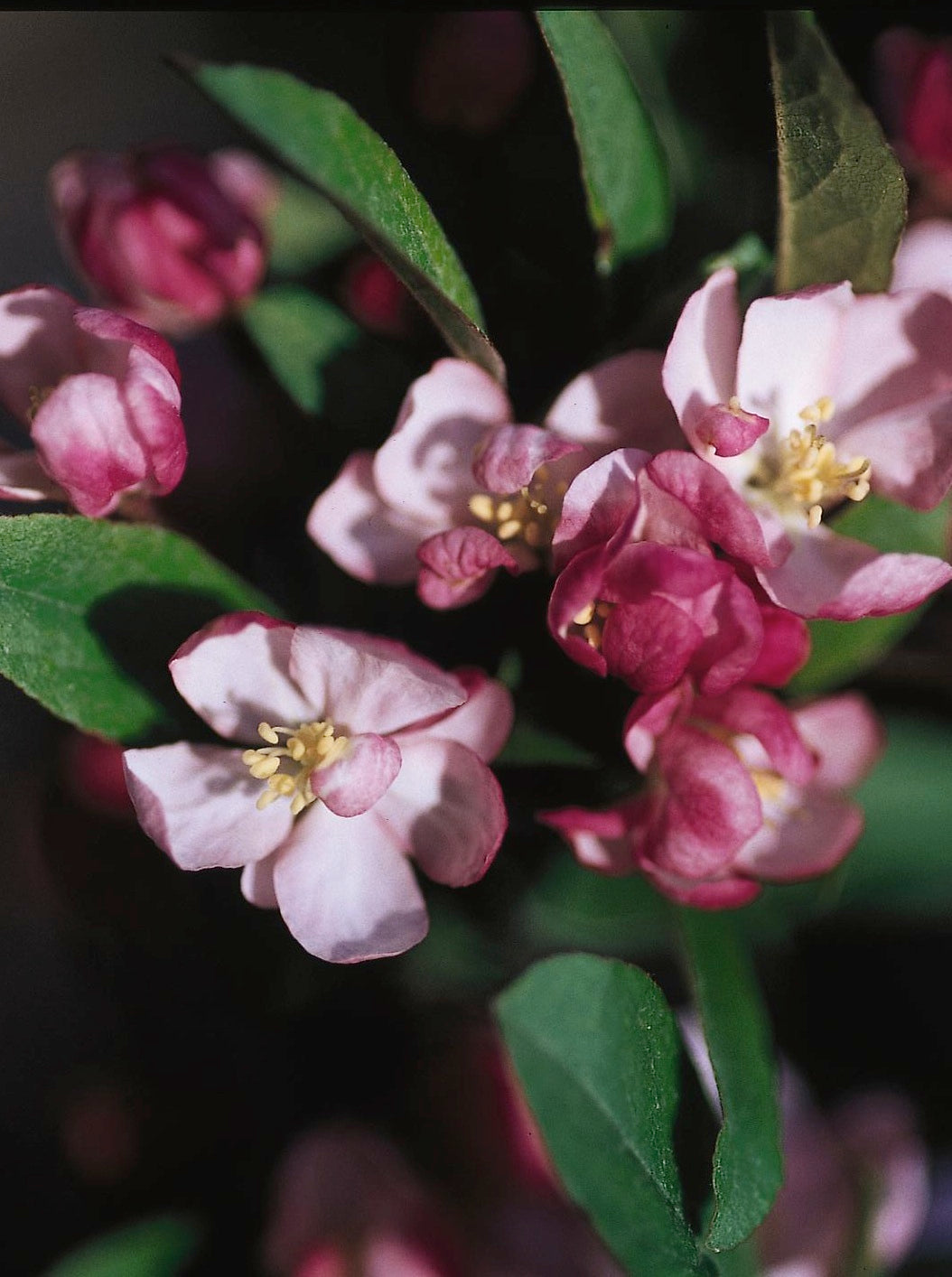 Malus Coralburst Coralcole Coralburst Crabapple