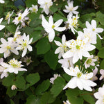 Anemonella thalictroides Rue Anemone