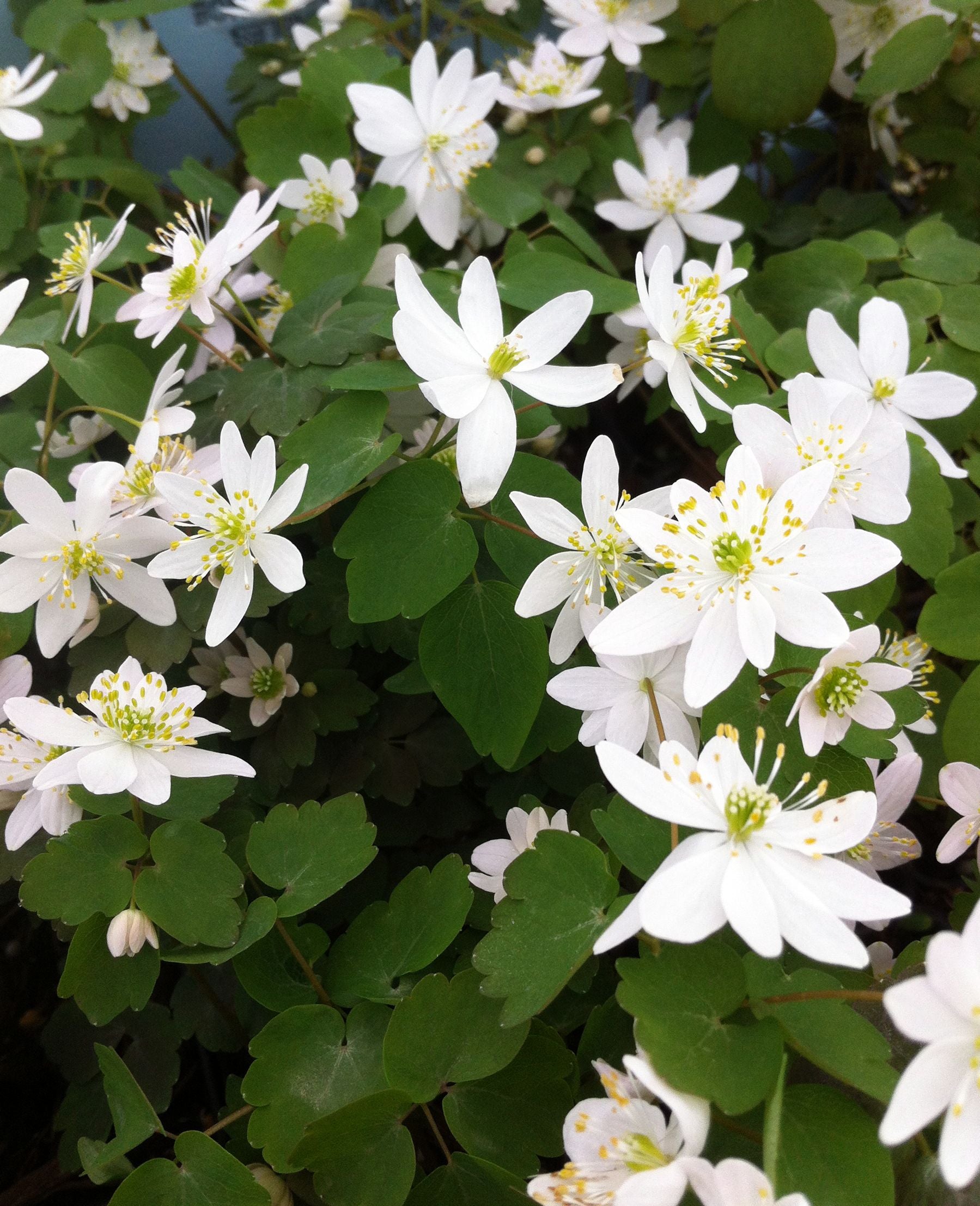 Anemonella thalictroides Rue Anemone