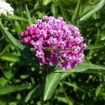 Asclepias incarnata Swamp Milkweed