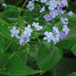 Brunnera macrophylla Siberian Bugloss