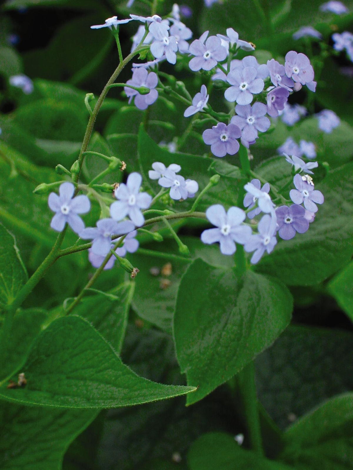 Brunnera macrophylla Siberian Bugloss