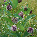 Asclepias syriaca Common Milkweed