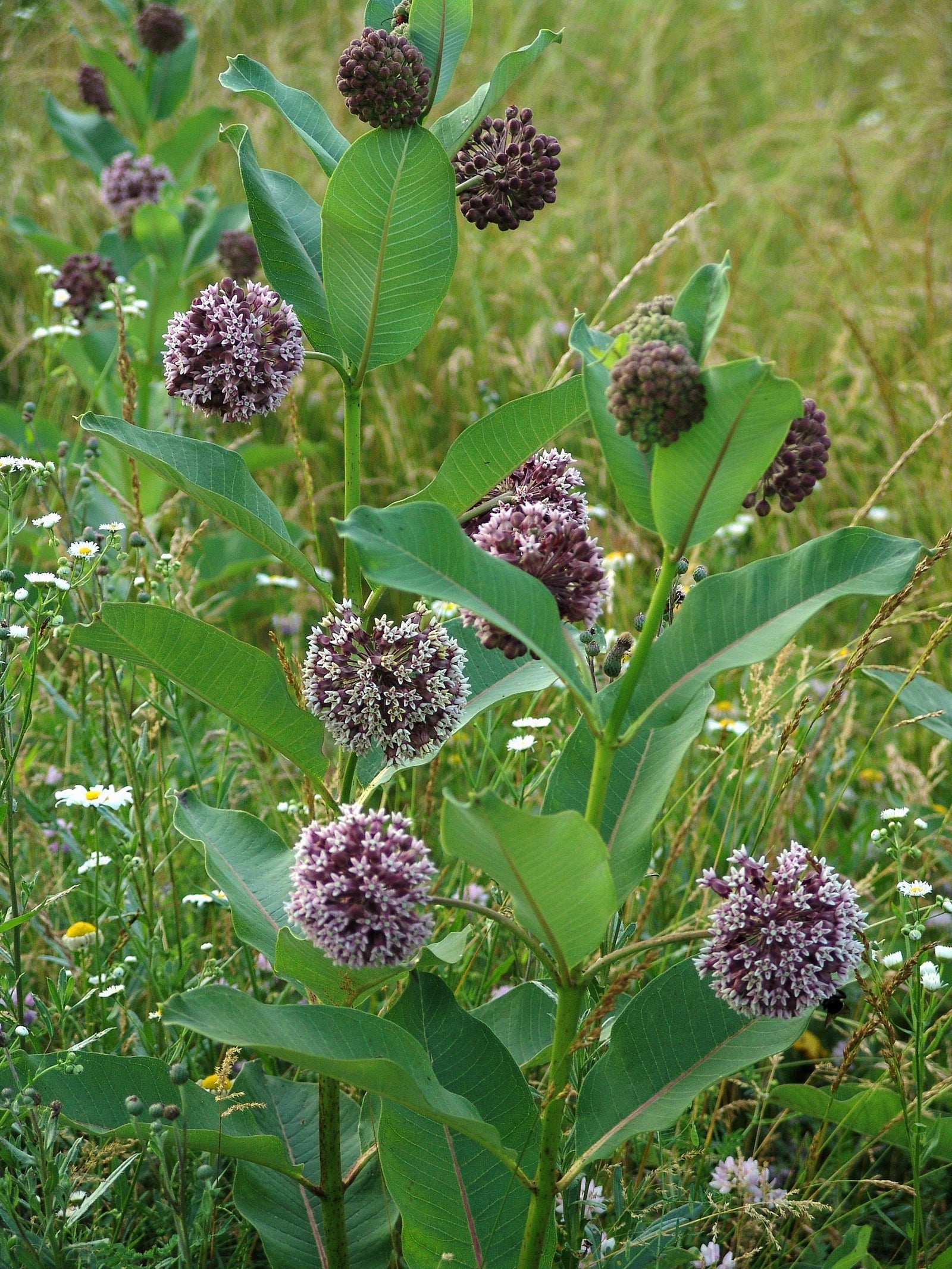 Asclepias syriaca Common Milkweed