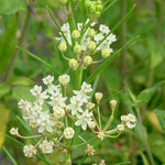 Asclepias verticillata Whorled Milkweed