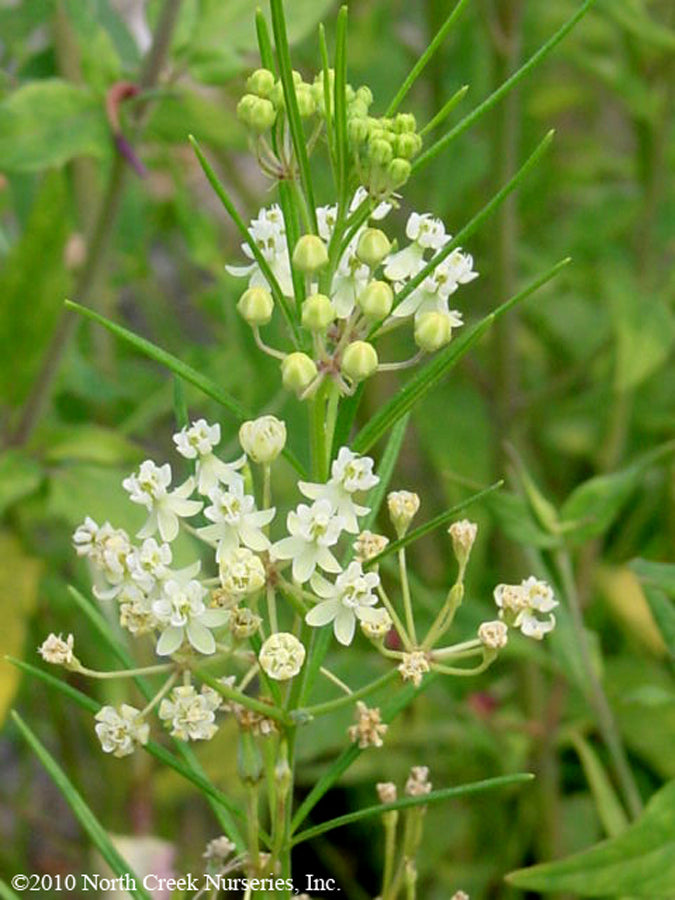 Asclepias verticillata Whorled Milkweed