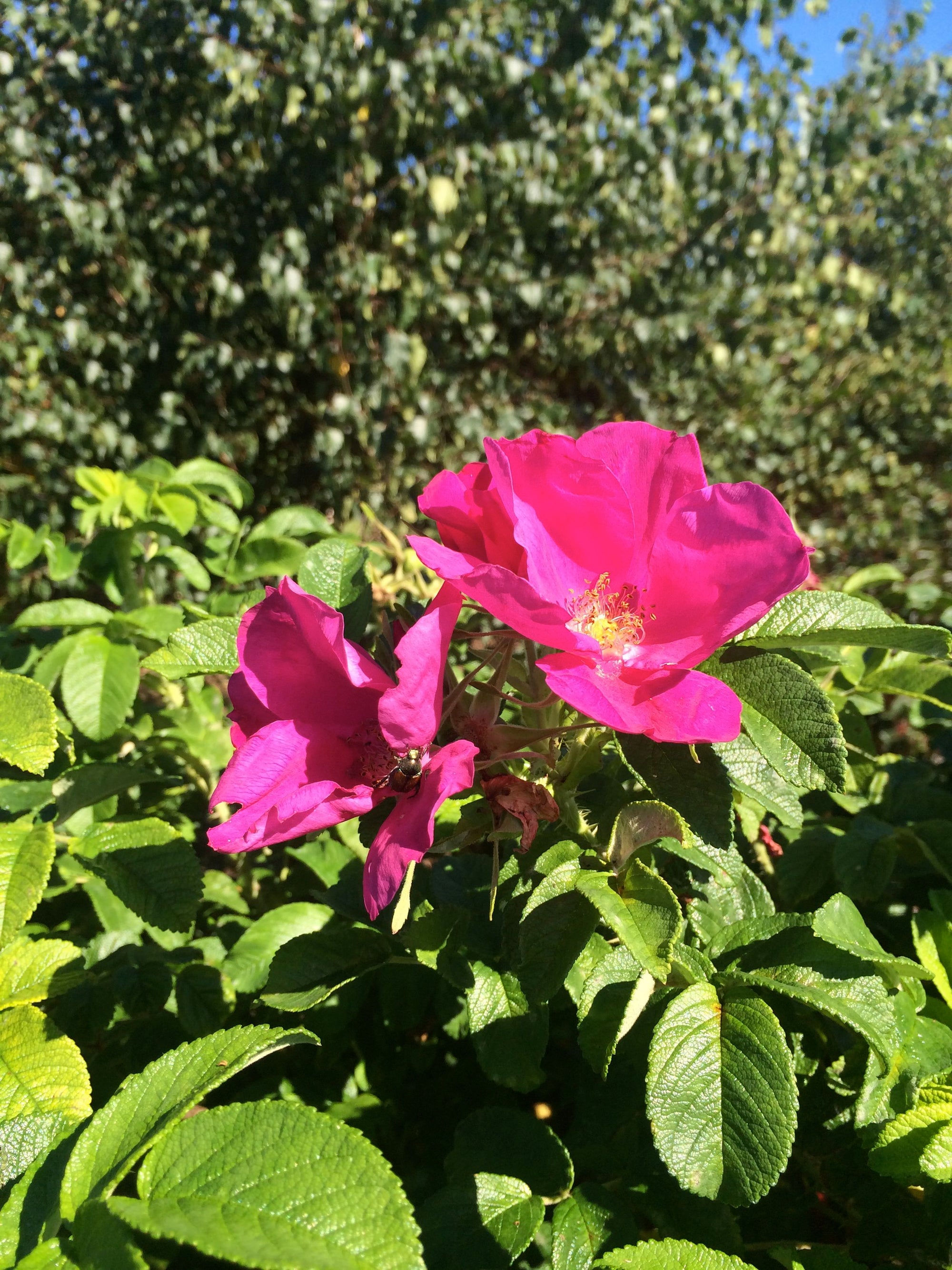 Rugosa Rose – GardenTap
