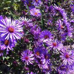 Aster novae angliae New England Aster