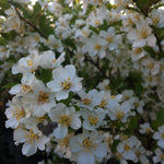 Malus Lancelot Lanzam PP8056, COPF Lancelot Crabapple