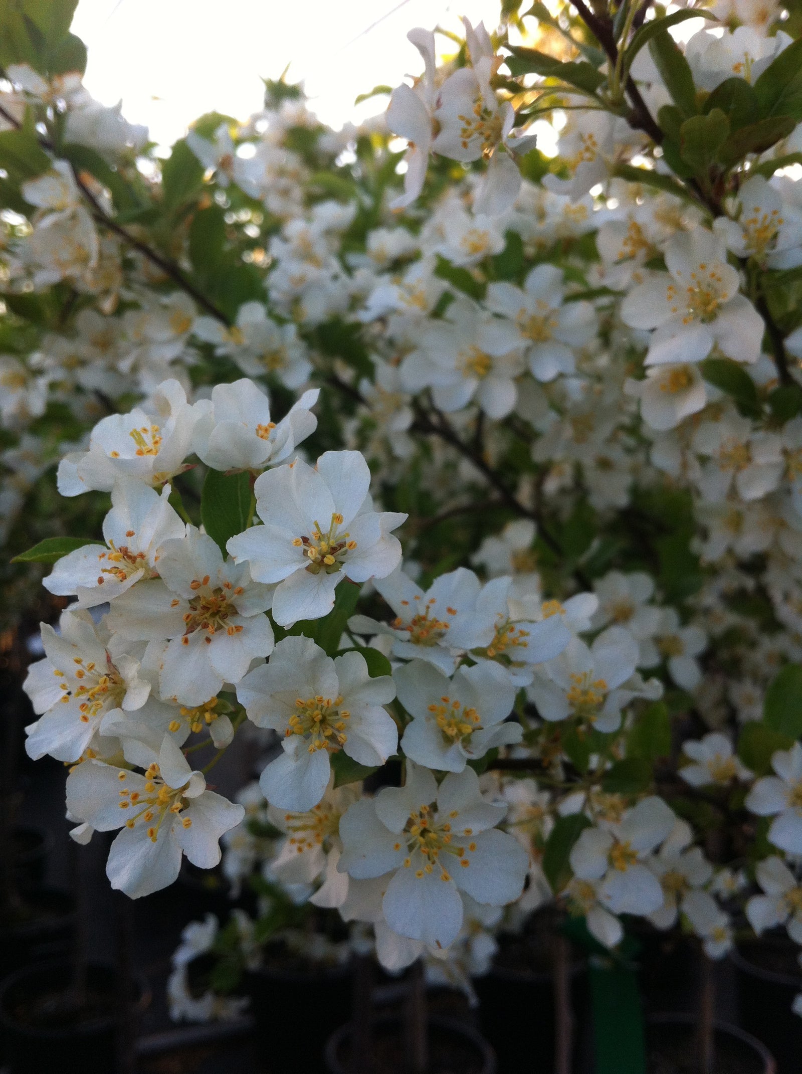 Malus Lancelot Lanzam PP8056, COPF Lancelot Crabapple