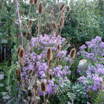 Aster puniceus Swamp Aster