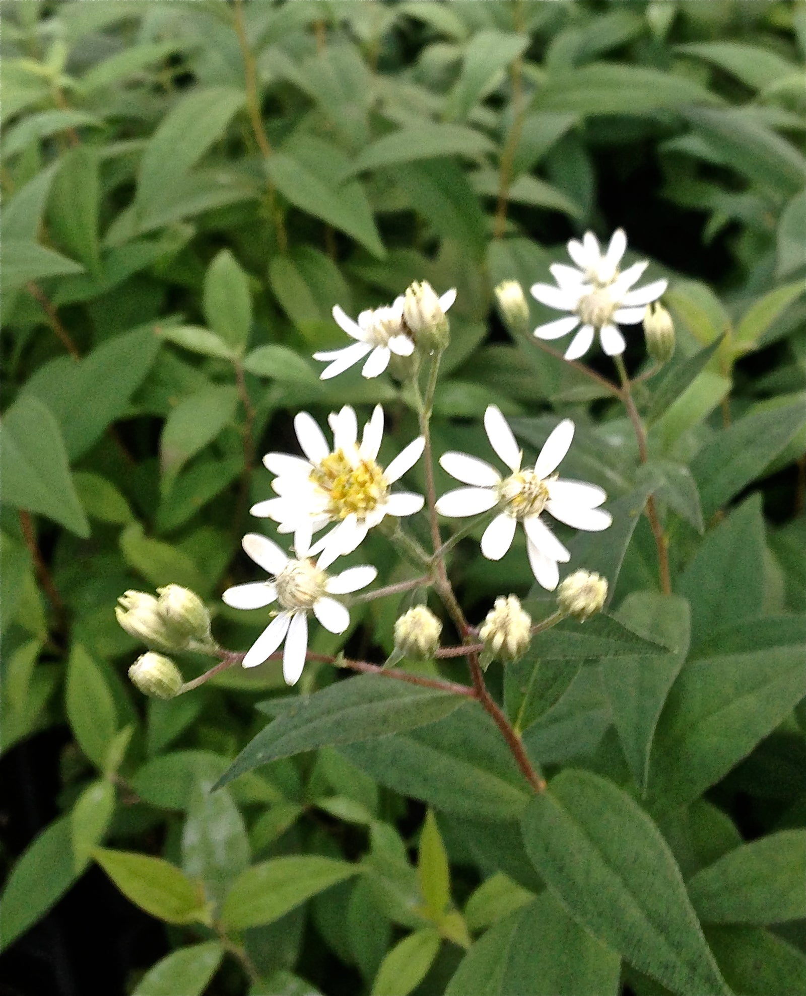 Aster umbellatus Flat topped Aster, Parasol Whitetop