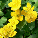 Caltha palustris Marsh Marigold