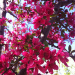 Malus Prairifire Prairifire Crabapple