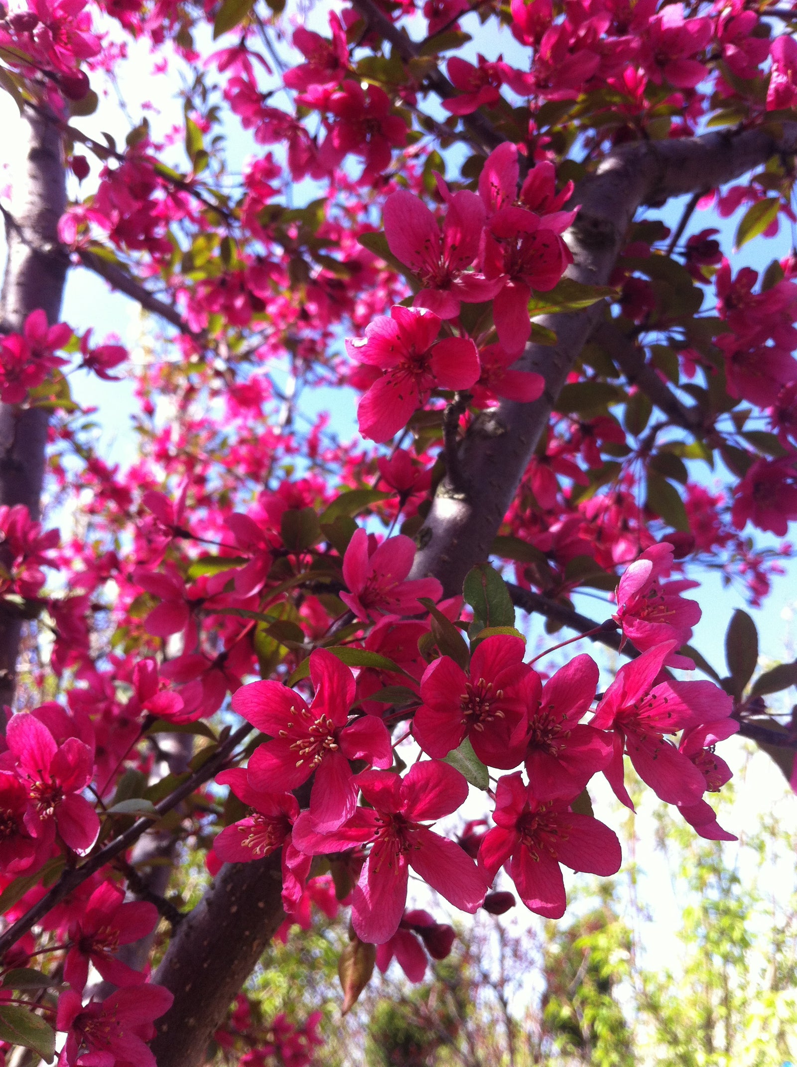 Malus Prairifire Prairifire Crabapple