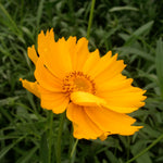 Coreopsis lanceolata Lance leaved Tickseed
