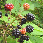 Rubus allegheniensis Alleghany Blackberry