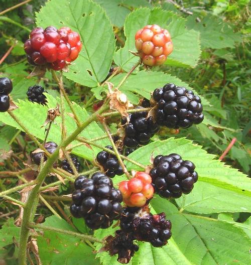Rubus allegheniensis Alleghany Blackberry