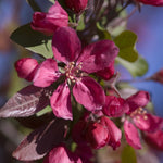 Malus Profusion Profusion Crabapple
