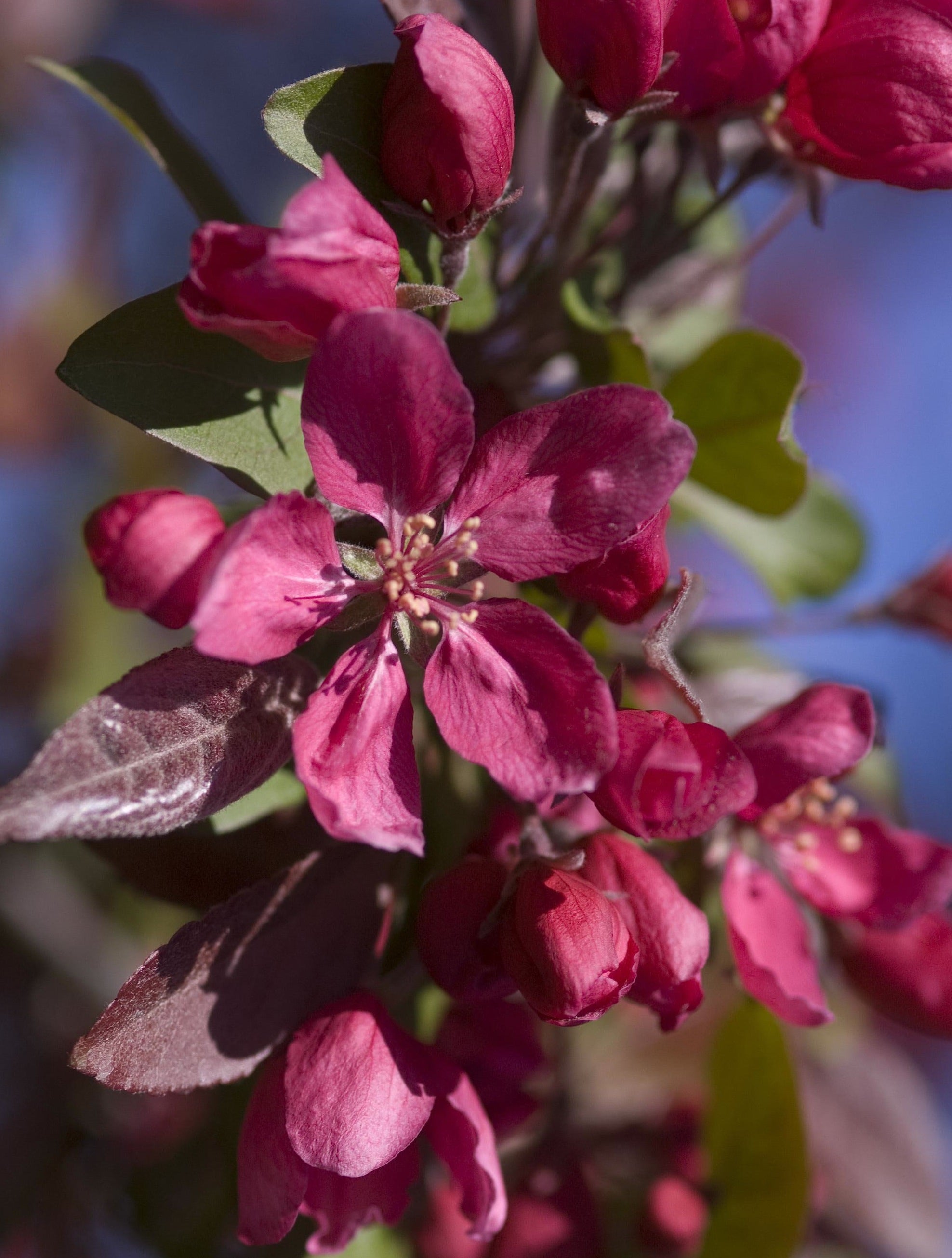 Malus Profusion Profusion Crabapple