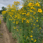 Coreopsis tripteris Tall Coreopsis