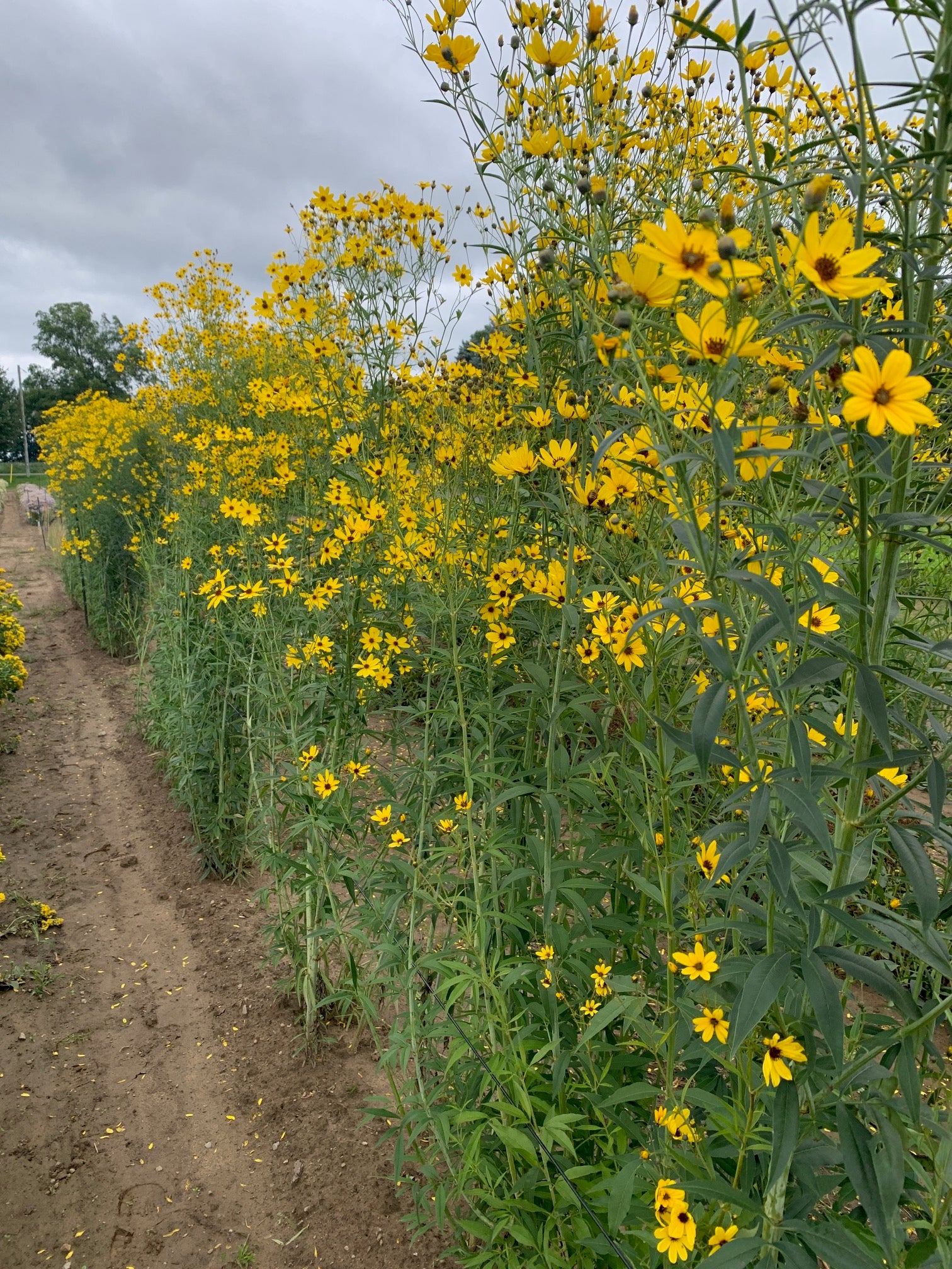 Coreopsis tripteris Tall Coreopsis