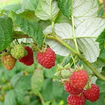 Rubus ideaus var. strigosus Wild Red Raspberry