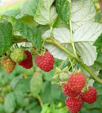 Rubus ideaus var. strigosus Wild Red Raspberry